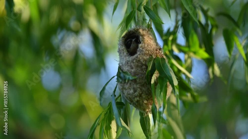 Penduline tit constructing a hanging nest in a tree