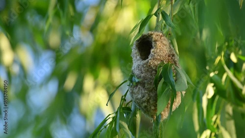 Penduline tit constructing a hanging nest in a tree