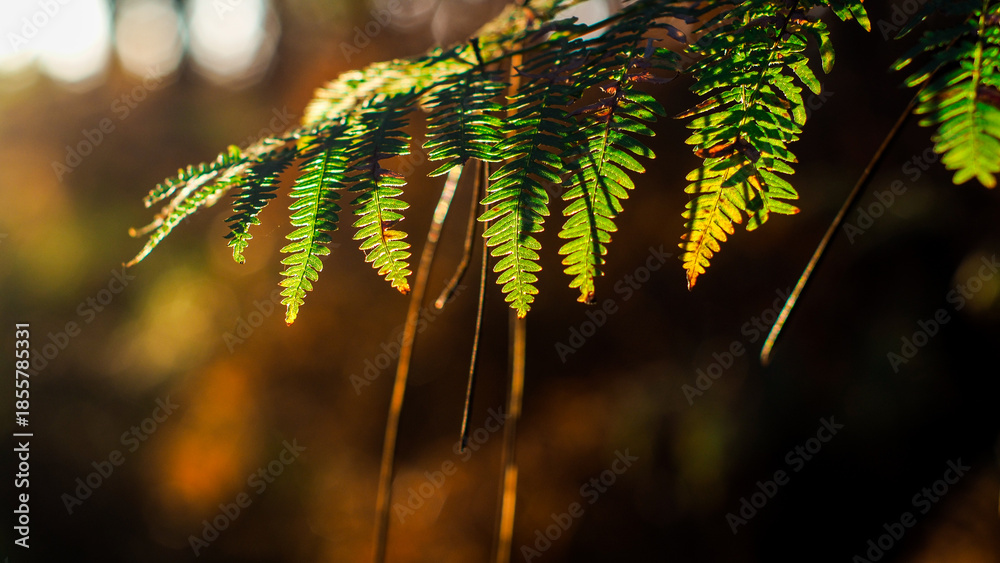 custom made wallpaper toronto digitalForêt des Landes de Gascogne, pendant une soirée automnale