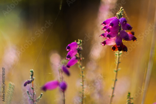 Wallpaper Mural Forêt des Landes de Gascogne, pendant une soirée automnale Torontodigital.ca
