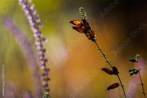 Wallpaper Mural Forêt des Landes de Gascogne, pendant une soirée automnale Torontodigital.ca