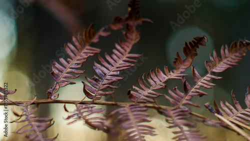 Wallpaper Mural Forêt des Landes de Gascogne, pendant une soirée automnale Torontodigital.ca