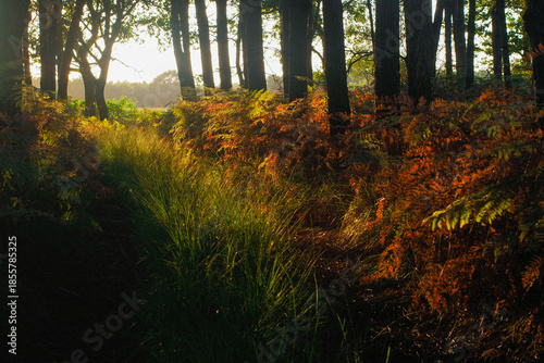 Wallpaper Mural Forêt des Landes de Gascogne, pendant une soirée automnale Torontodigital.ca