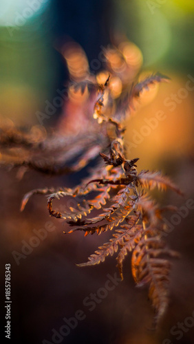 Wallpaper Mural Forêt des Landes de Gascogne, pendant une soirée automnale Torontodigital.ca