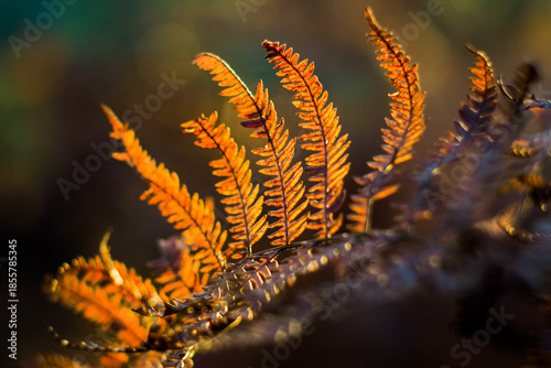 Wallpaper Mural Forêt des Landes de Gascogne, pendant une soirée automnale Torontodigital.ca