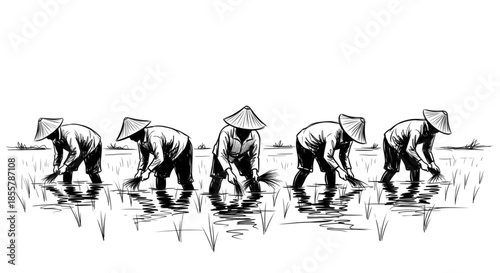 Farmers Planting Rice in Paddy Field Cultivating Sustainable Agriculture for Food Security and Healthy Living