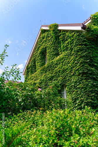 House covered in ivy in summer sunlight