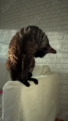 Adorable Devon rex cat with curly brown fur sitting on a sofa backrest, lit by sunlight. The curious feline is scratching and cleaning itself