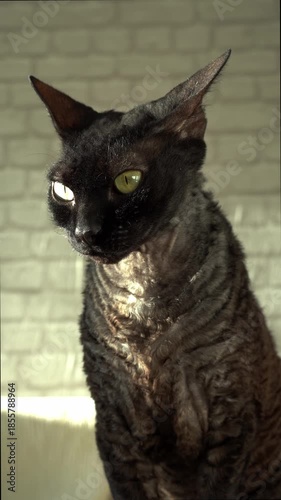 Elegant black Cornish Rex cat with curly fur and green eyes sitting in a room. The beautiful pedigree pet is enjoying the warm sunlight