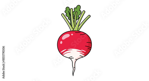 Illustration of a Fresh Radish with Green Leaves Above and White Root Below