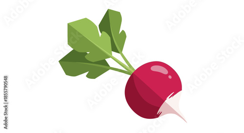 Illustration of a fresh radish with green leaves and a white root on a white background