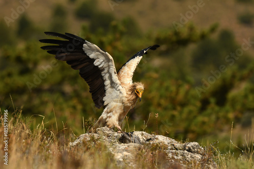 alimoche captura una paloma en el campo