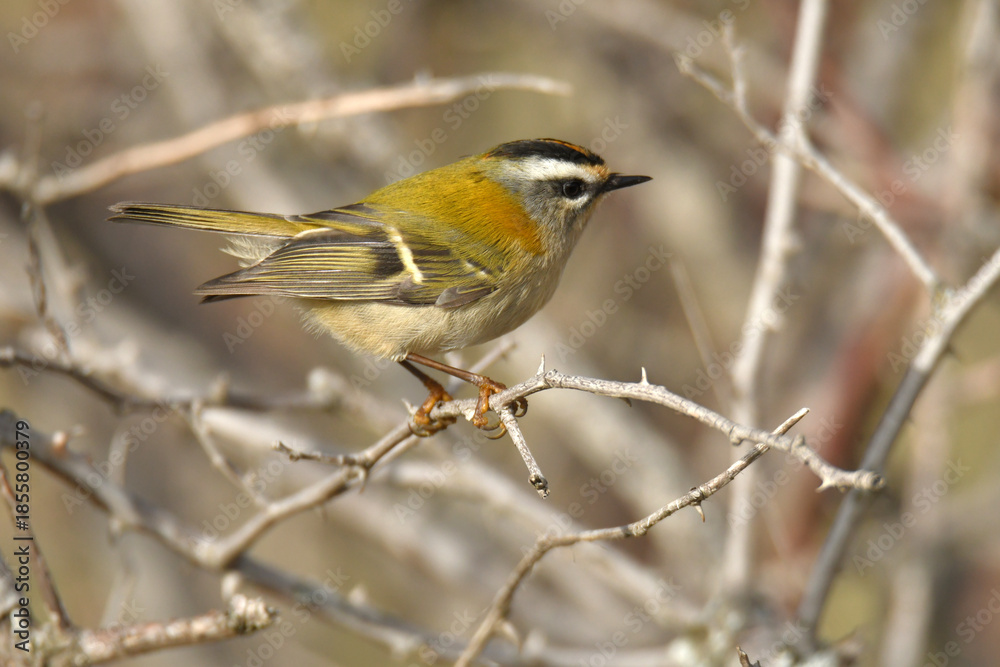 Fototapeta premium reyezuelo listado en el campo