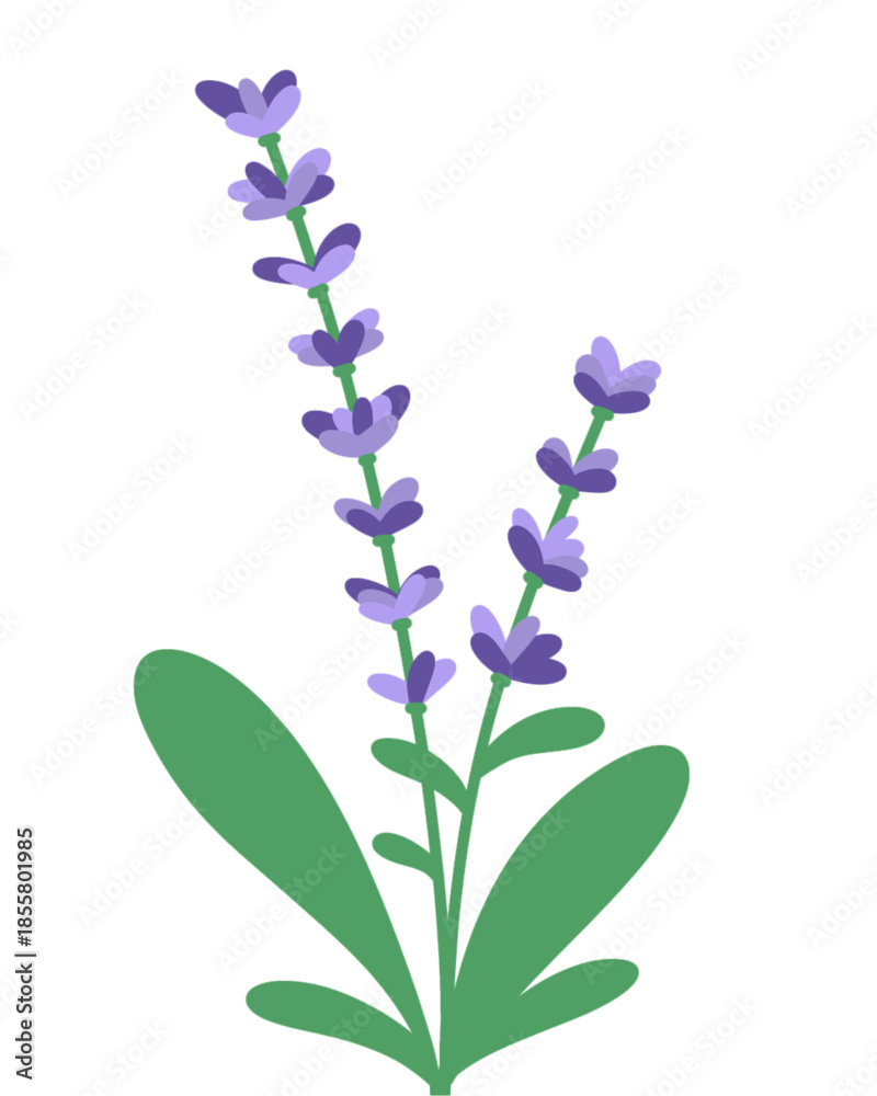 Obraz premium Lavender flower vector illustration | lilac flowers