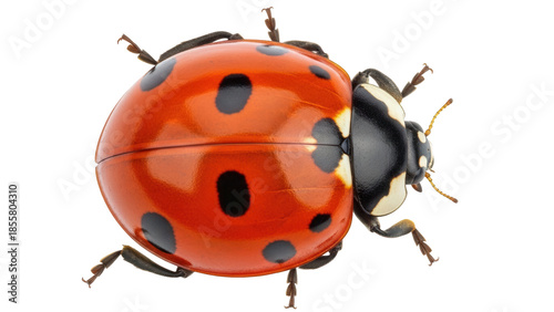 Foto Isolated ladybug shows details of its shell, antenna, and legs, in macro view, o