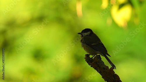 Great tit resting on a branch in natural habitat