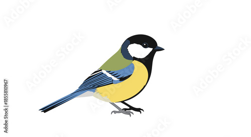 Detailed and realistic vector illustration of a great tit bird with its characteristic yellow black and blue plumage on a white background.