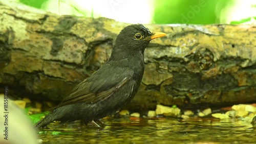 Blackbird Turdus merula bathing and cleaning its feathers in a bird bath, captured in natural daylight. Garden wildlife video.