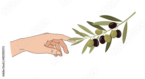 A minimalist illustration of a human hand gently reaching out to touch a fresh olive branch on a white background.