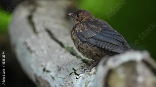 Common blackbird close up portrait on a tree branch