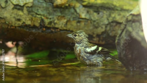 Eurasian chaffinch (Fringilla coelebs) bathing and cleaning its feathers in fresh water, captured in natural daylight. Garden wildlife video.