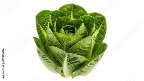 Isolated heart of romaine lettuce head, fresh whole cos leaves, ready to eat food ingredient