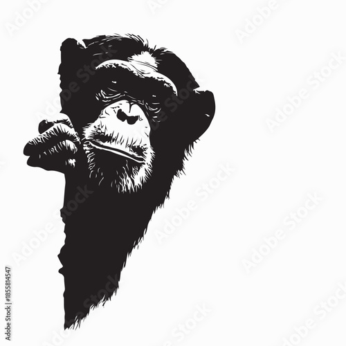 Chimpanzee Peeking Vector. Black and white Chimpanzee Peeking  Vector Illustration. 