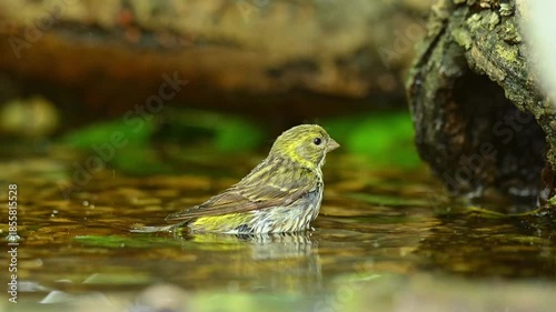 European serin (Serinus serinus) bathing and cleaning its feathers in a bird bath, captured in natural daylight. Garden wildlife video.