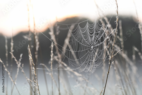 Foto Spider web in the morning dew