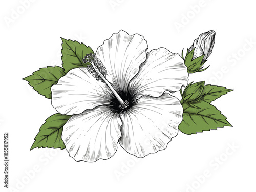 White Hibiscus Flower with Green Leaves Illustration