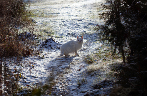 White fluffy cat sitting on snowy grass in winter garden near dry bush