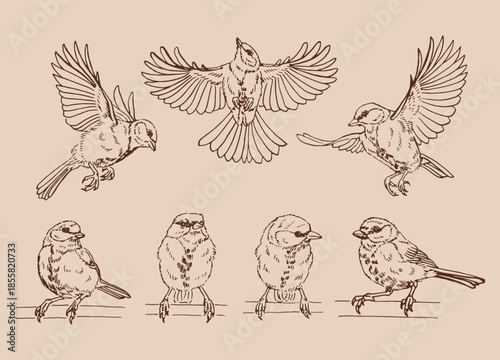 Set of titmouse. Flying bird. Hand drawn vector illustration.