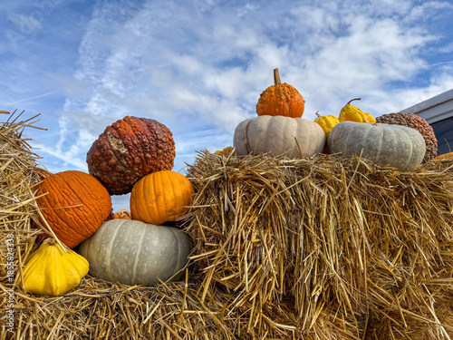 Autumn harvest with pumpkins and hay bales