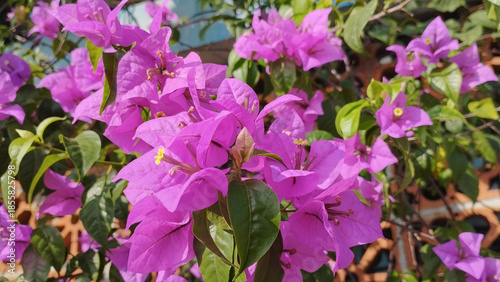 Принти на полотні Purple pink bougainvillea flowers blooming outdoors with green leaves and soft sunlight