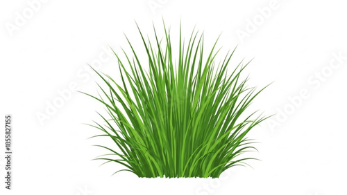 A vibrant green grass bush with long thin blades isolated on a white background for design and decoration purposes