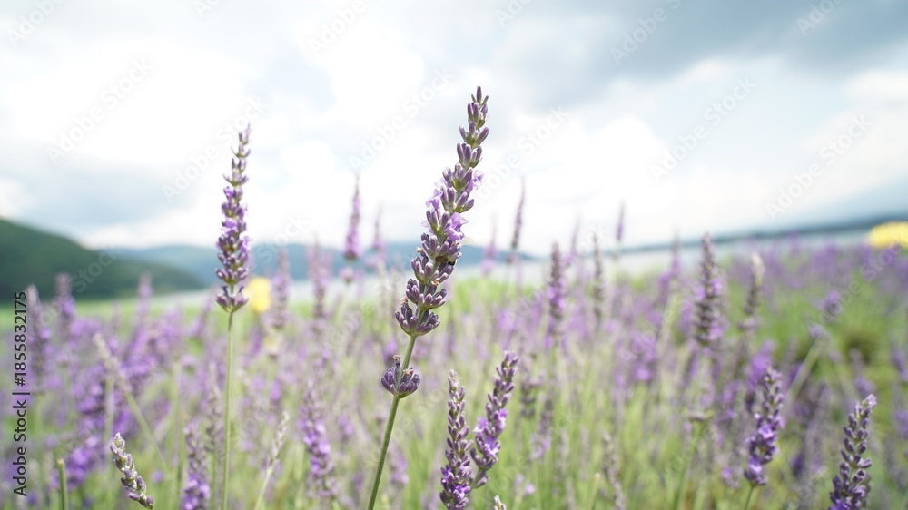 Fototapeta premium The Lavender in Spring close up view