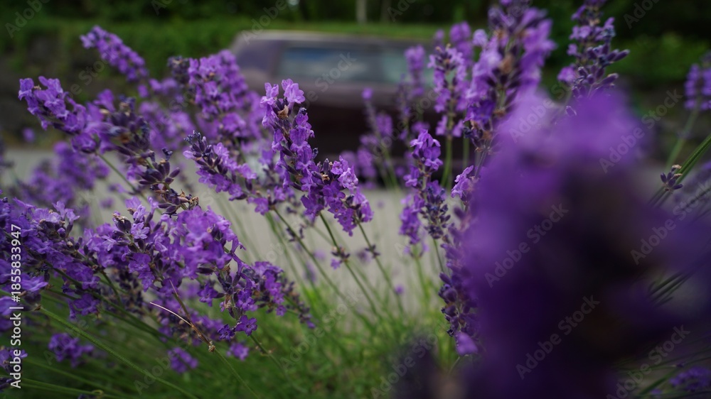 Obraz premium Lavender and Bee in the Field Macro Shot