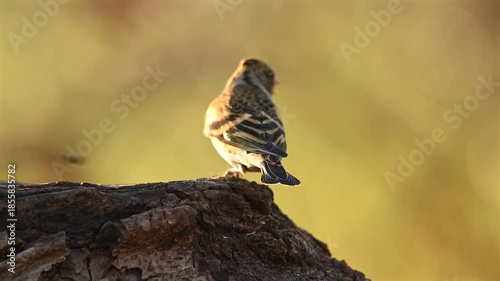 Brambling (Fringilla montifringilla) eating seeds on a tree stump in a natural outdoor environment. European wildlife feeding behavior.