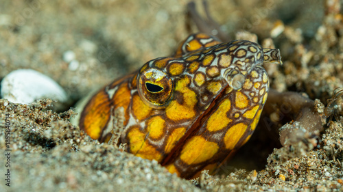 Sand eal, Pacific ocean, Dauin, Philippines.