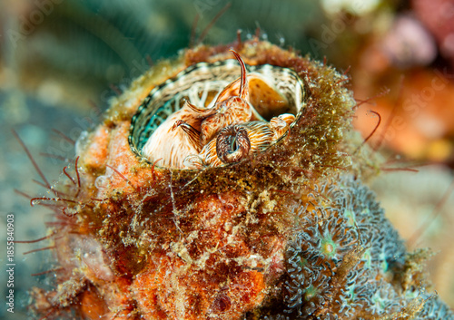 Sea slug in a sponge coral, Pacific ocean, Dauin, Philippines.