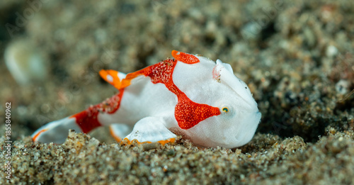Baby white red frog fish, Pacific ocean, Dauin, Philippines.