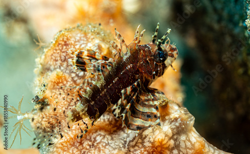 Baby lion fish, Pacific ocean, Dauin, Philippines.