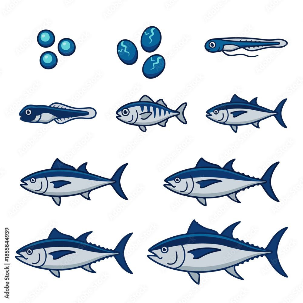 Obraz premium Tuna fish life cycle vector illustration. Growth stages from egg, larva to adult bluefin. Marine biology educational diagram