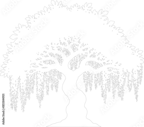 Elegant Weeping Willow Tree Line Art Vector Outline Drawing Nature Illustration