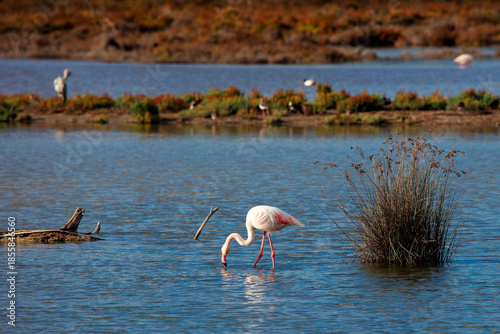 Flaming Na Rozlewisku 