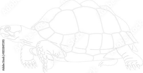 Detailed Tortoise Outline Vector Illustration Wildlife Line Art Drawing