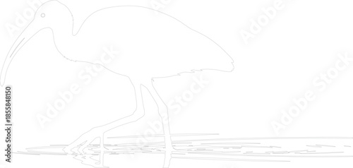 Minimalist line art illustration of an Ibis wading bird silhouette outline vector drawing