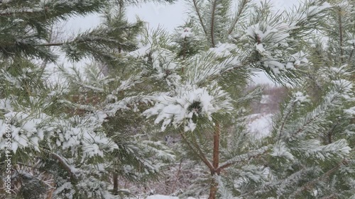 Snow-covered pine tree branches in cold winter day.