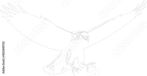 Majestic Eagle or Hawk Outline Vector Illustration Wings Spread Attacking Stance Line Art
