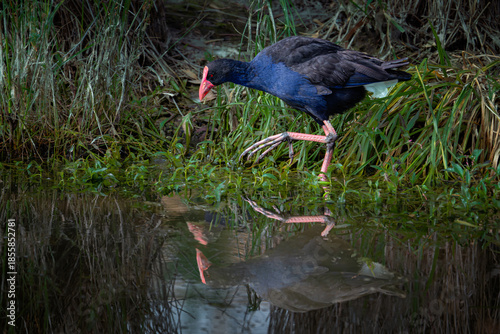 Canvas-taulu Australasian swamphen walking through a wetland.